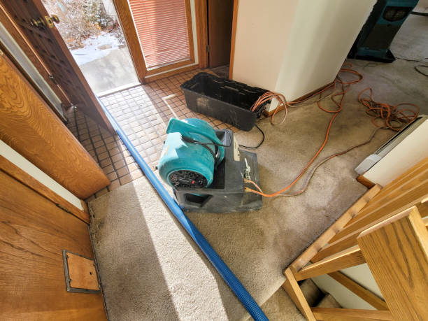 Best Local water damage restoration  in Holgate, OH